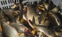 鲤鱼养殖爆料方法视频,视频爆料高效养殖技巧